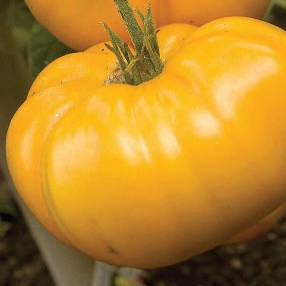 Brandywine Yellow Tomato Seeds