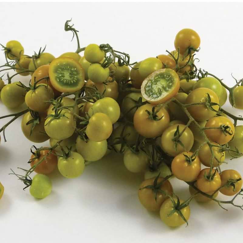Gobstopper Tomato Seeds