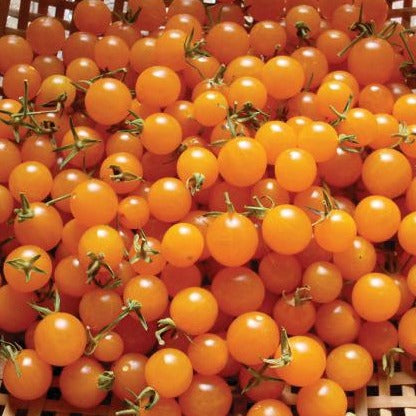 Orange Currant Tomato Seeds