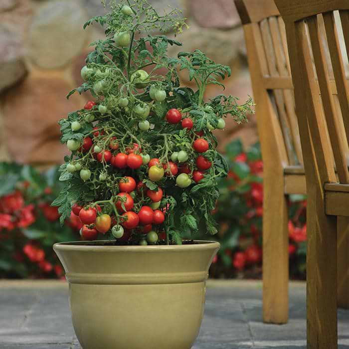 Geranium Kiss Tomato Seeds