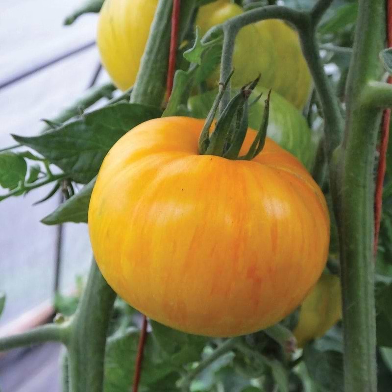 Pork Chop Tomato Seeds