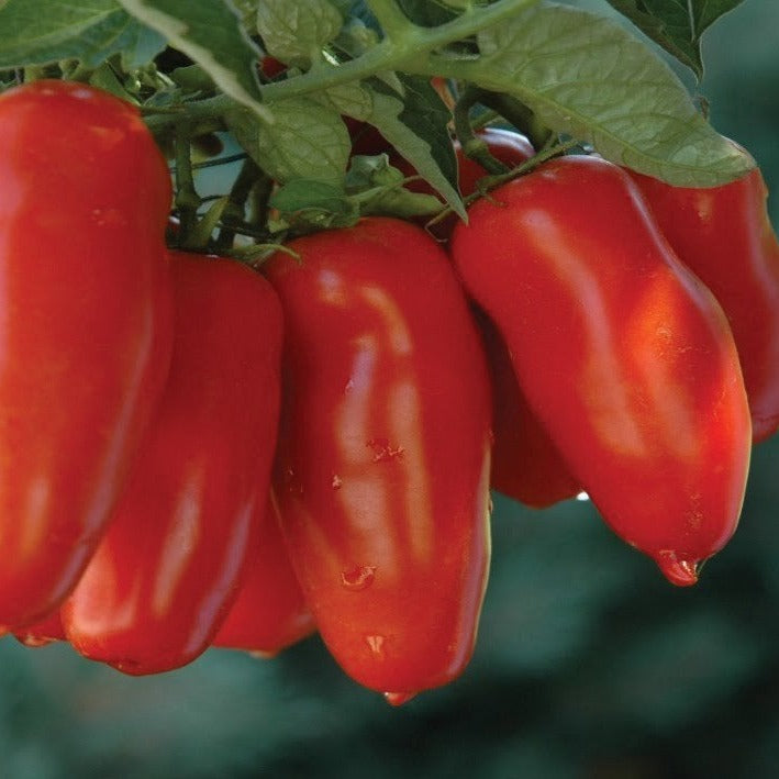 Jersey Devil Tomato Seeds