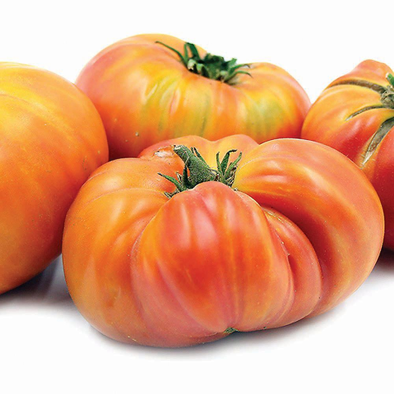 Hillbilly Tomato Seeds