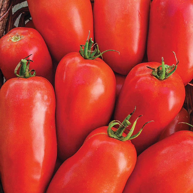 Roma Tomato Seeds