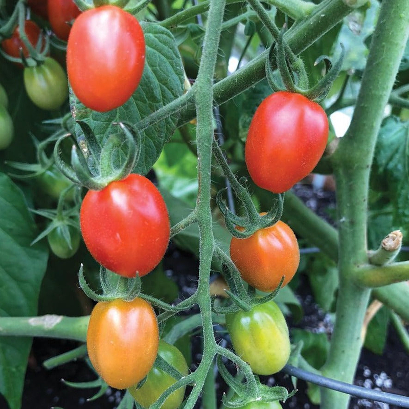 Orange Roussollini Tomato Seeds