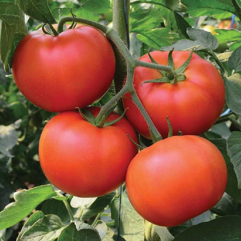 Homestead Tomato Seeds