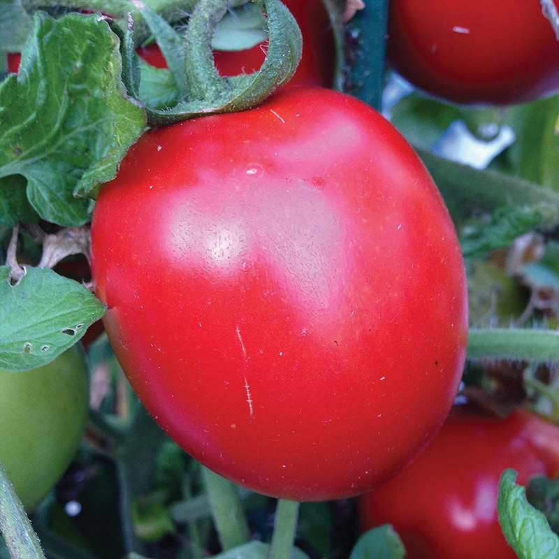 Rio Grande Tomato Seeds