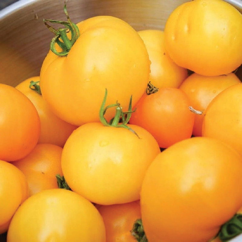 Jubilee Tomato Seeds