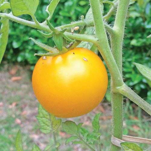 Sunray Tomato Seeds