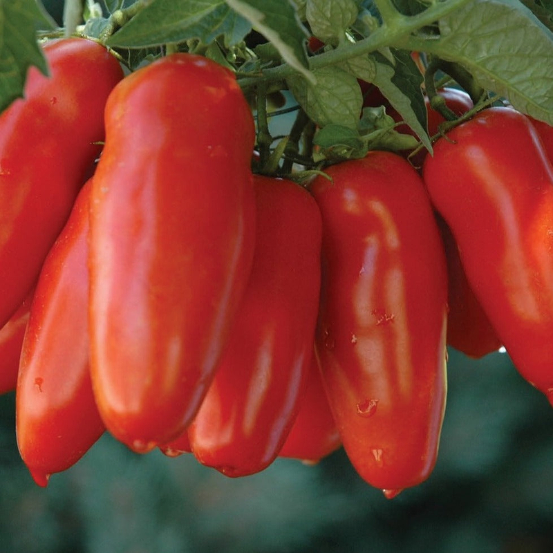 San Marzano Tomato Seeds