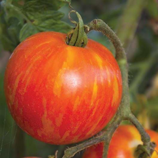 Mr. Stripey Tomato Seeds