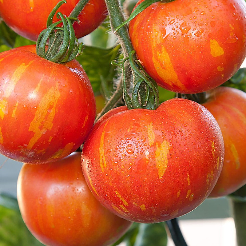 Tigerella Tomato Seeds