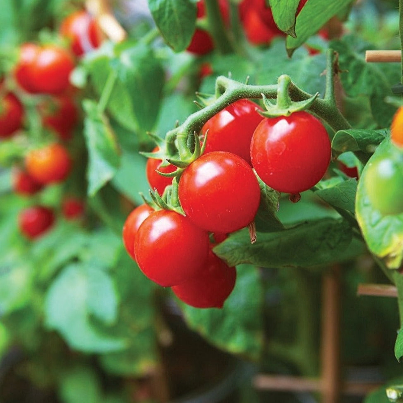 Tiny Tim Tomato Seeds
