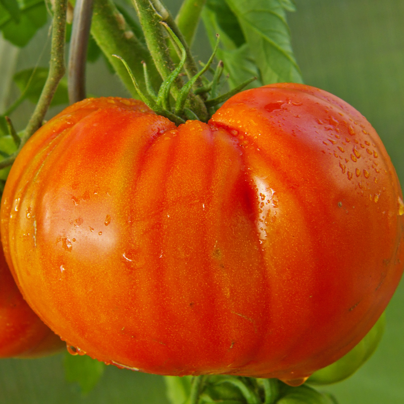 Abe Lincoln Tomato Seeds