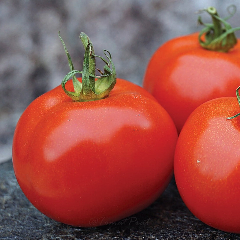 Sub Arctic Plenty Tomato Seeds