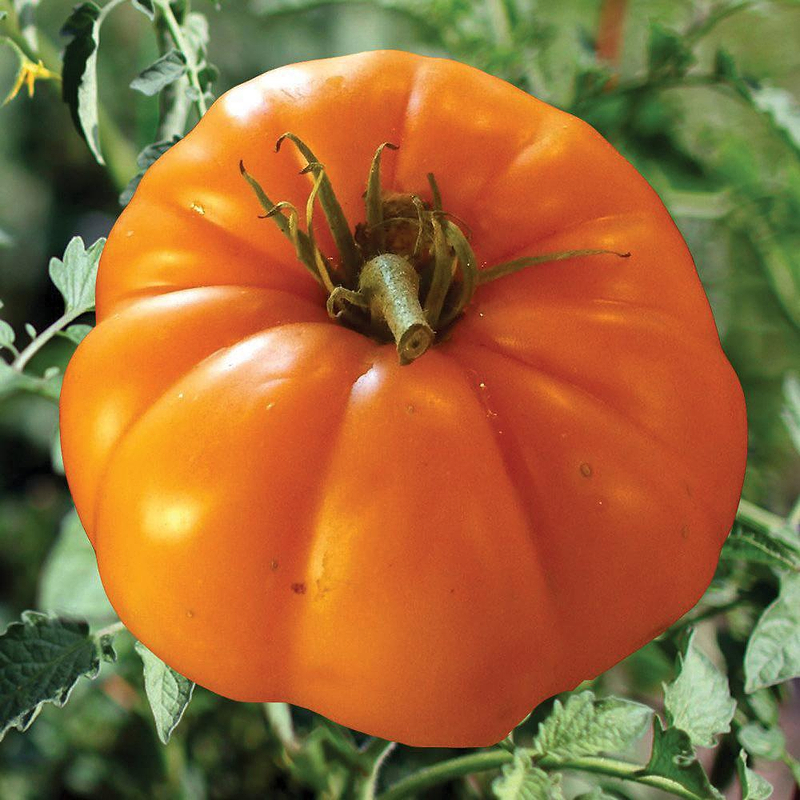 Persimmon Tomato Seeds