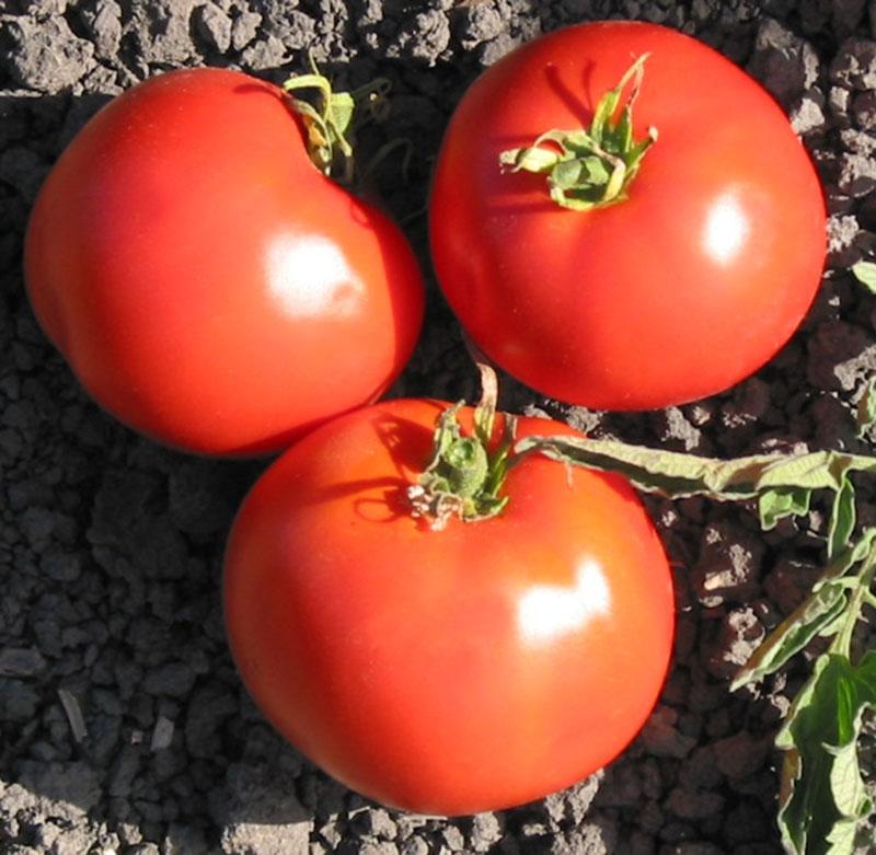 Trip-L-Crop Tomato Seeds