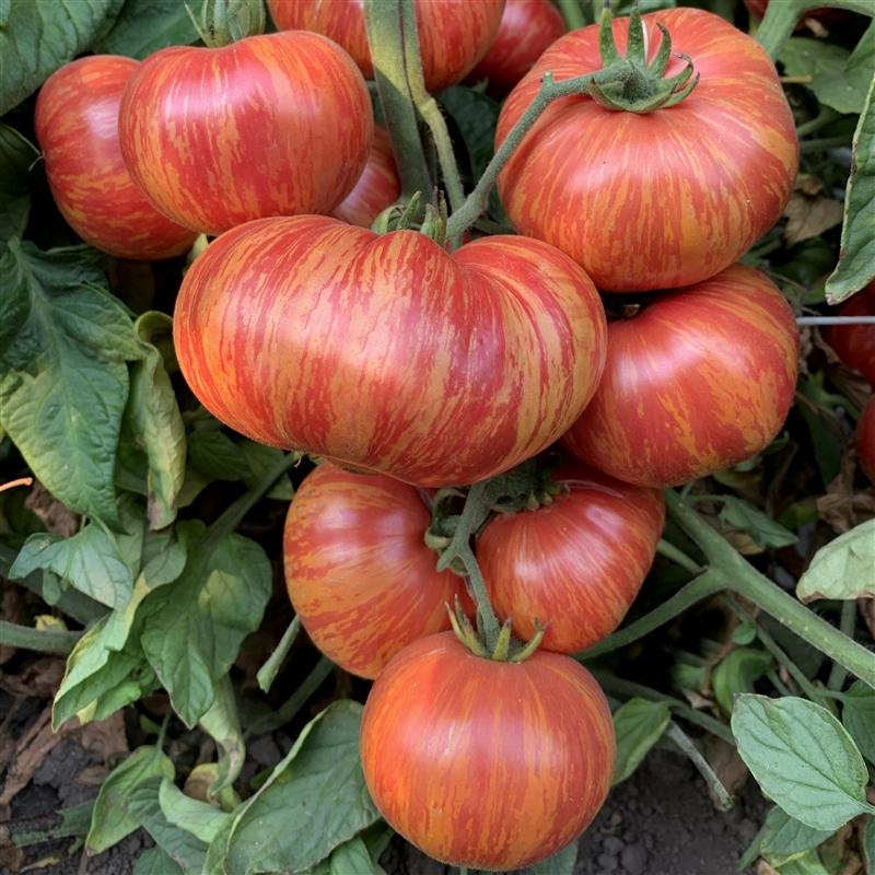 Vintage Wine Tomato Seeds