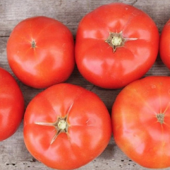 Trophy Tomato Seeds