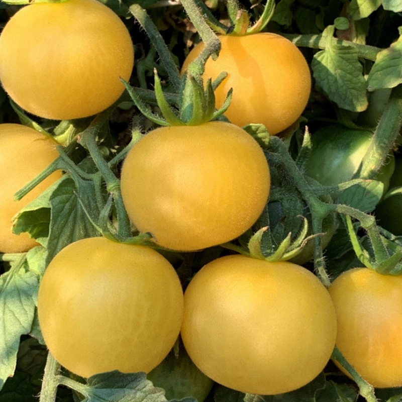 Wapsipinicon Peach Tomato Seeds