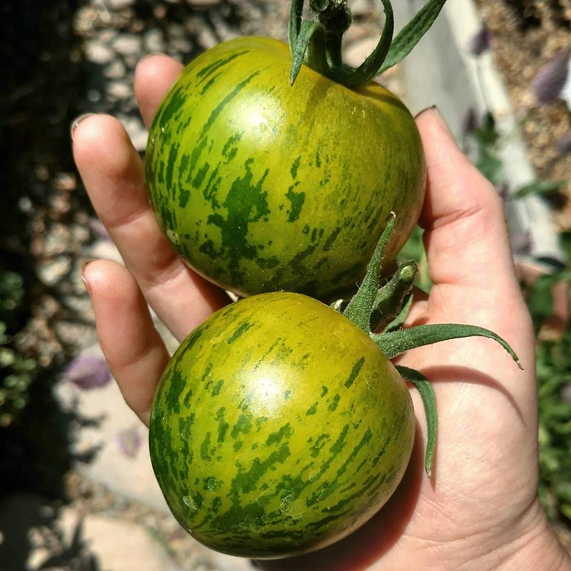 Green Zebra Tomato Seeds