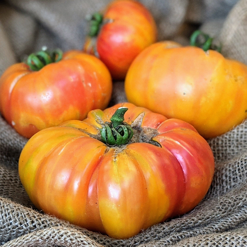 Big Rainbow Tomato Seeds