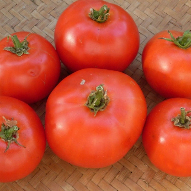 Fireworks Tomato Seeds