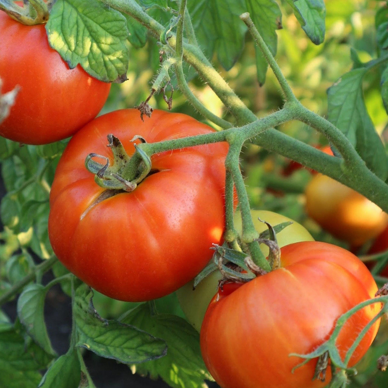 Mountain Princess Tomato Seeds