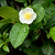 Tea Plant (Camellia Sinensis)