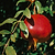 Texas Pink Pomegranate Tree