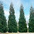 American Pillar Thuja