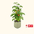 EZ Self-Watering Tomato Planter with Trellis Gen 2
