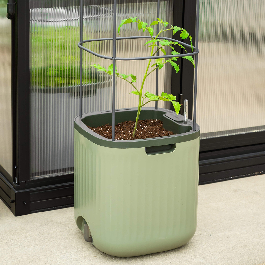 self-watering tomato planter with trellis EZ Self-Watering Tomato Planter with Trellis