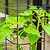 EZ Self-Watering Tomato Planter with Trellis Gen 2