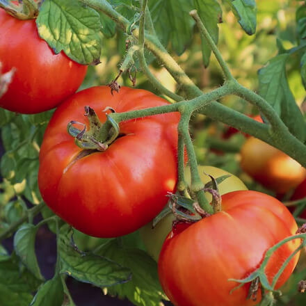 Tomatoes