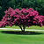 Tuscarora Crape Myrtle