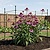 Jute Garden Twine - 2-Pack | Vego Garden