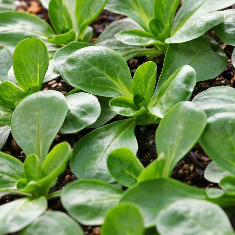 Vit Mache Seeds