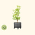 V-Series_Rolling_Tree_Planter_Round | Vego Garden