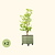 V-Series_Rolling_Tree_Planter_Round | Vego Garden