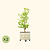 V-Series_Rolling_Tree_Planter_Round | Vego Garden