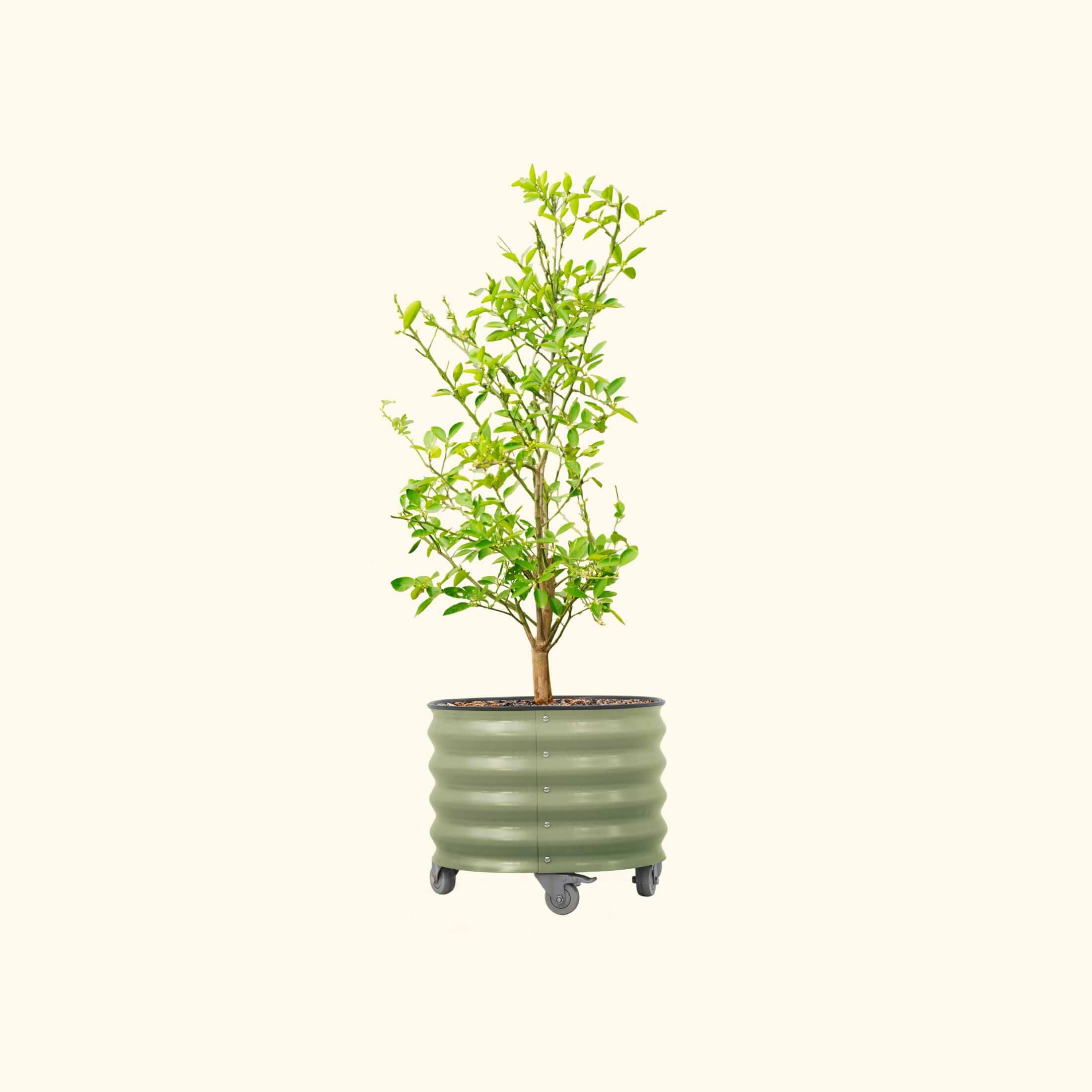 vego self watering rolling planter Vego Classic Rolling Planter 20 Gallon Pearl White