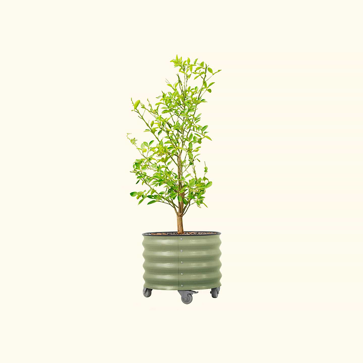 plant pot for a tree Vego Classic Rolling Planter 20 Gallon Pearl White