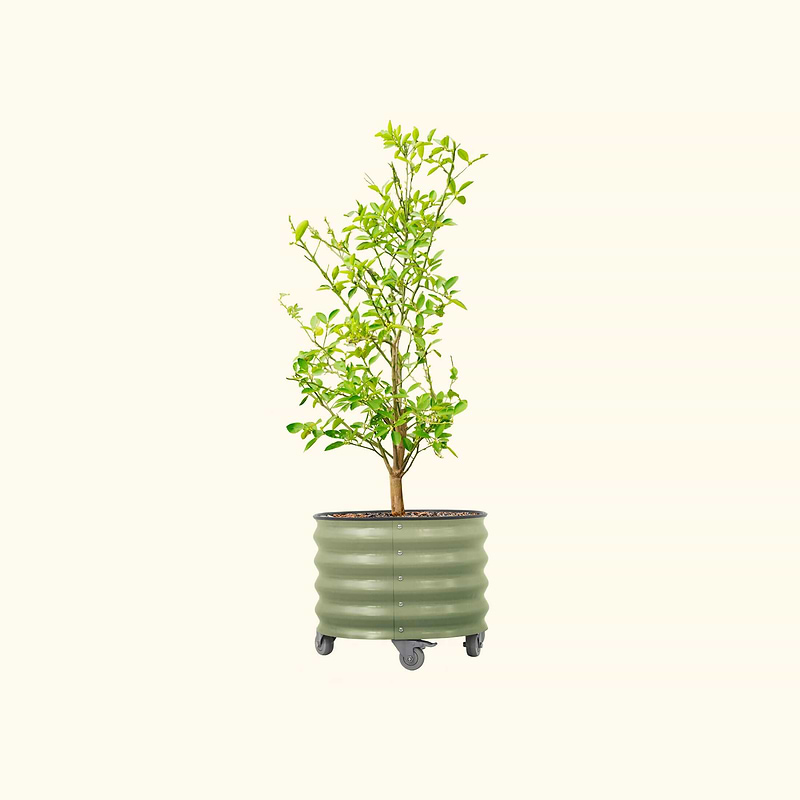 Vego Classic Rolling Planter 20 Gallon Pearl White