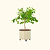 V-Series_Rolling_Tree_Planter_Round | Vego Garden
