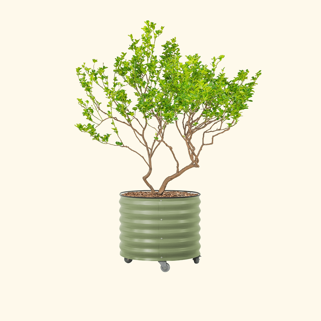 large planter pot for tree Classic Rolling Citrus Tree Planter - 45 Gallon