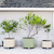 V-Series_Rolling_Tree_Planter_Round | Vego Garden