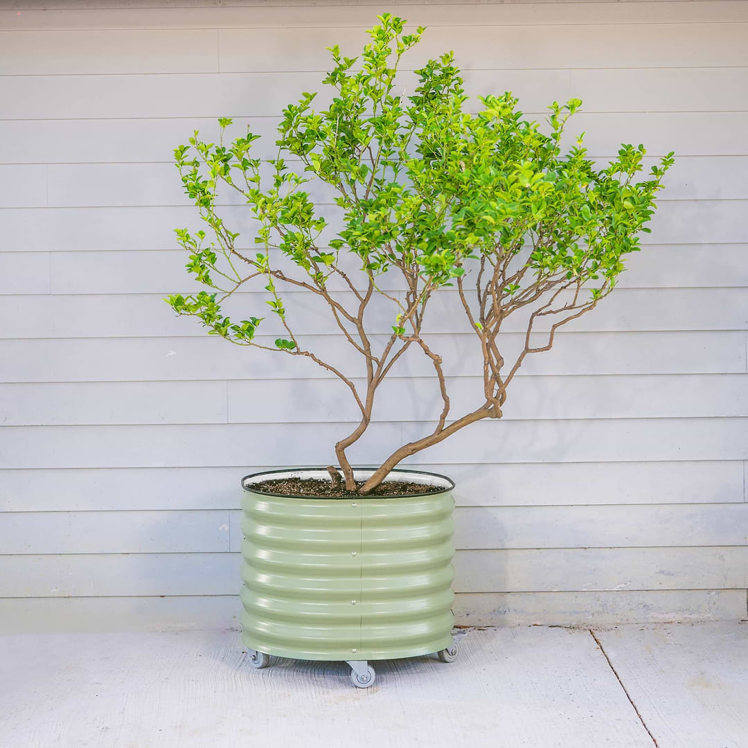 tree planting pot Classic Rolling Citrus Tree Planter - 30 Gallon