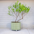 V-Series_Rolling_Tree_Planter_Round | Vego Garden