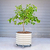 V-Series_Rolling_Tree_Planter_Round | Vego Garden